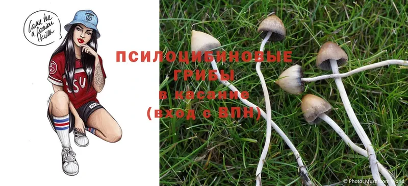 Галлюциногенные грибы Cubensis  Белорецк 